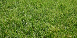 Grass Seed Mixes and Blends