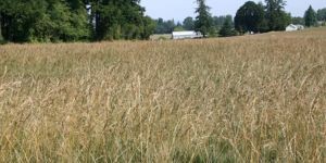 Grasses seeding in the field - Forage seed
